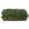 Mondo Grass