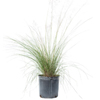 Muhley Grass