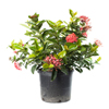 Nora Grant Ixora