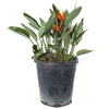 Orange Bird of Paradise