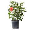Peach Hibiscus