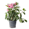 Pink Hibiscus
