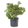 Pittosporum