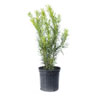 Podocarpus