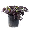 Purple Potato Vine