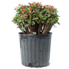 Red Crown of Thorns