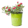 Red Drift Rose