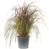 Red Fountain Grass