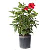 Red Hibiscus