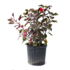 Red Hot Hibiscus