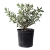 Silver Buttonwood