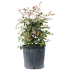 Snowbush