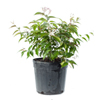 Star Jasmine