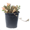 Tri Color Jasmine