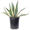 Variegated Agave