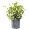 Variegated Arboricola