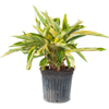 Variegated Ginger