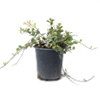 Variegated Jasmine Ground