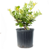 Variegated Ligustrum