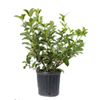 Viburnum Odoratissimum