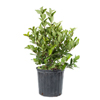 Viburnum Suspensum