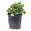 White Crown of Thorns