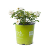 White Drift Rose