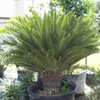 Sago Palm